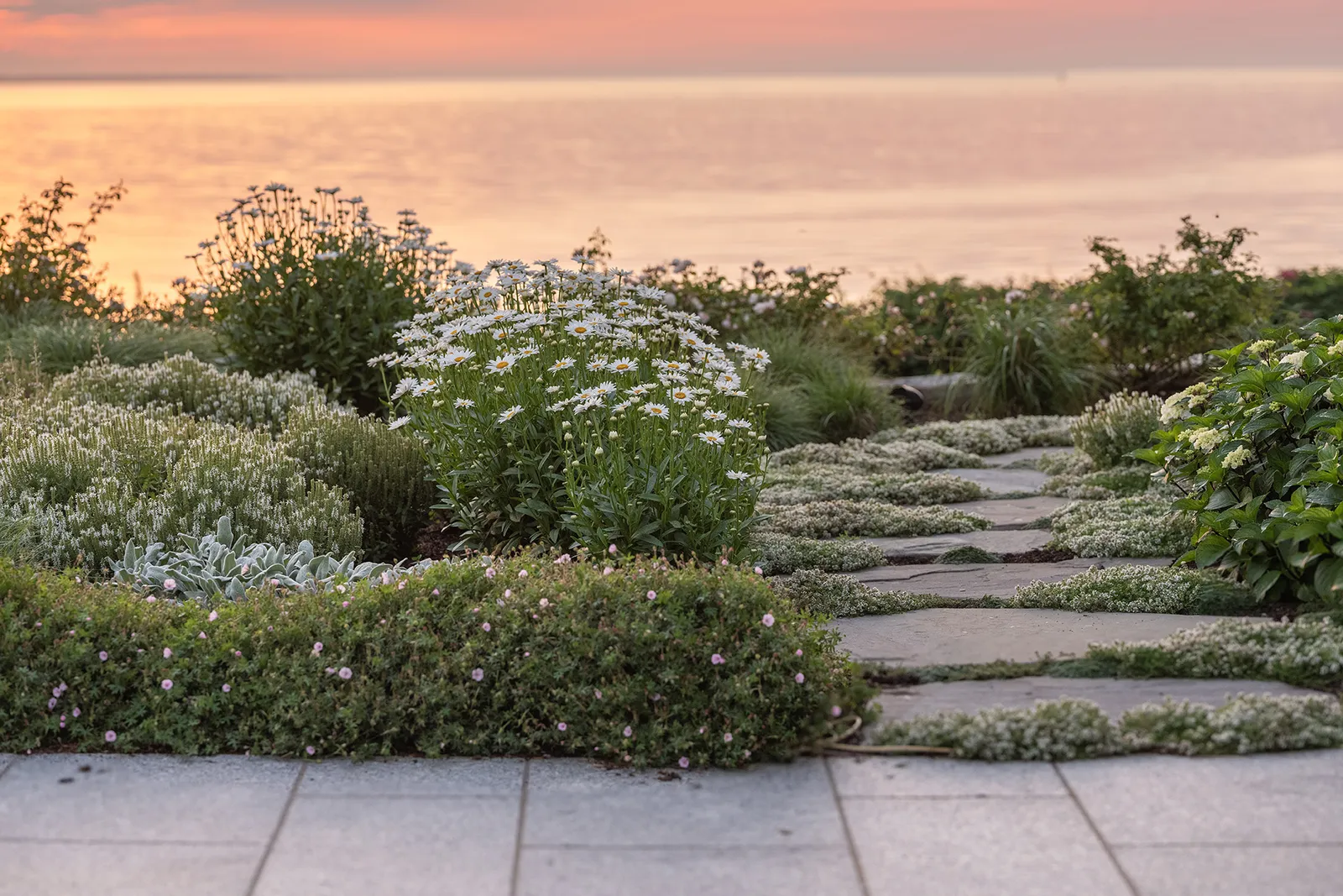 Seaside perennial garden and stone path at sunrise
