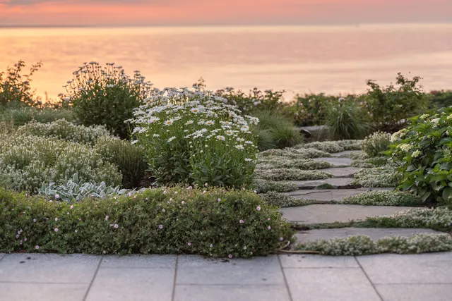 Seaside perennial garden and stone path at sunrise