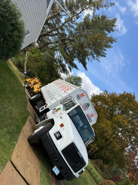 work photo from mmtreeservicellc.com