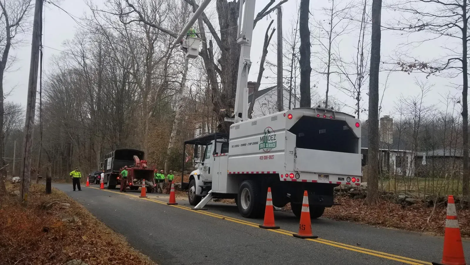 Removing Old Tree — Springfield, MA — Mendez Tree Service LLC