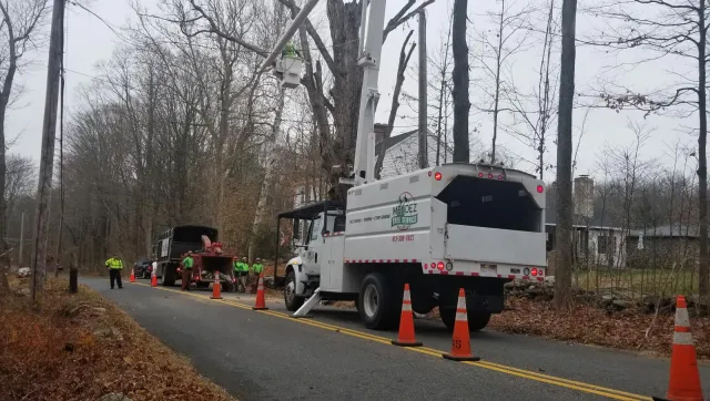 Removing Old Tree — Springfield, MA — Mendez Tree Service LLC