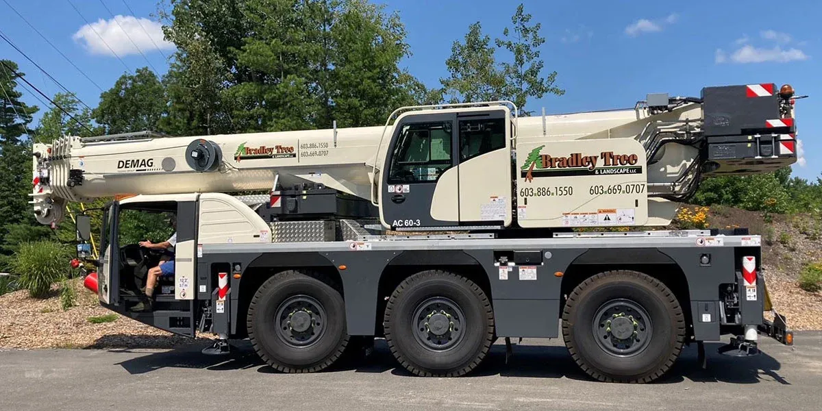 bradley tree d mag crane