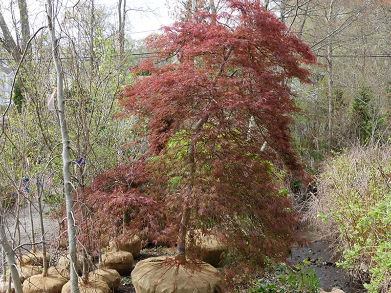 work photo from echobrooknursery.com