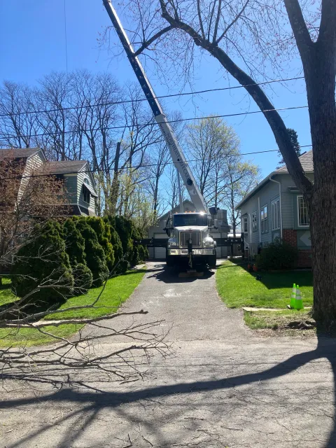 Crane removing trees