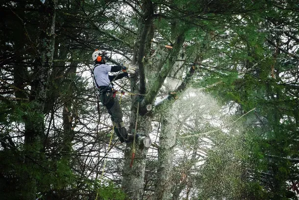 work photo from welltreeinc.com