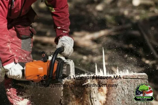 Driftwood Tree & Land Services - Tree Pruning & Trimming Service, Tree Stump Removal in Vineyard Haven, MA work photo