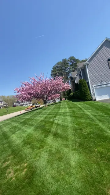Beautifully striped lawn with flowering tree
