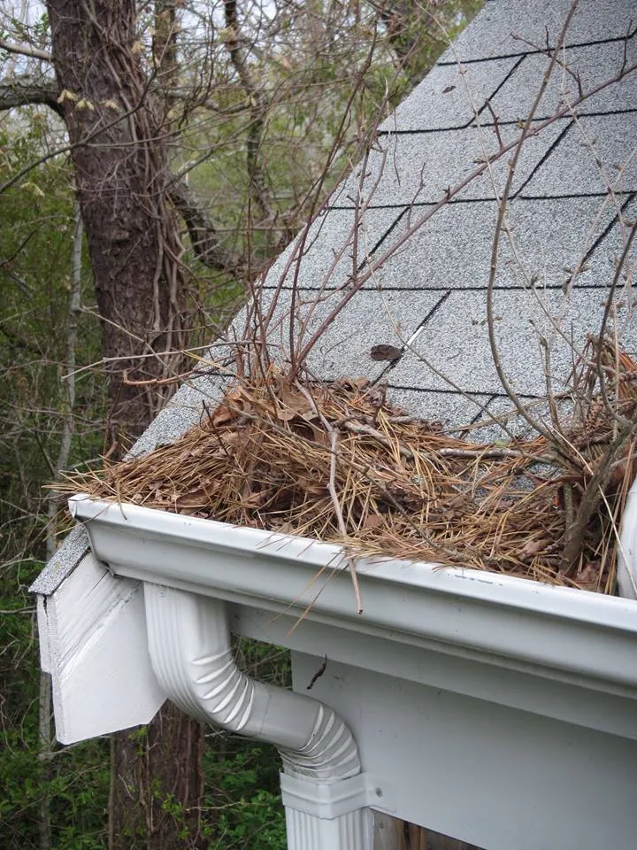 Cape Cod gutter cleaning