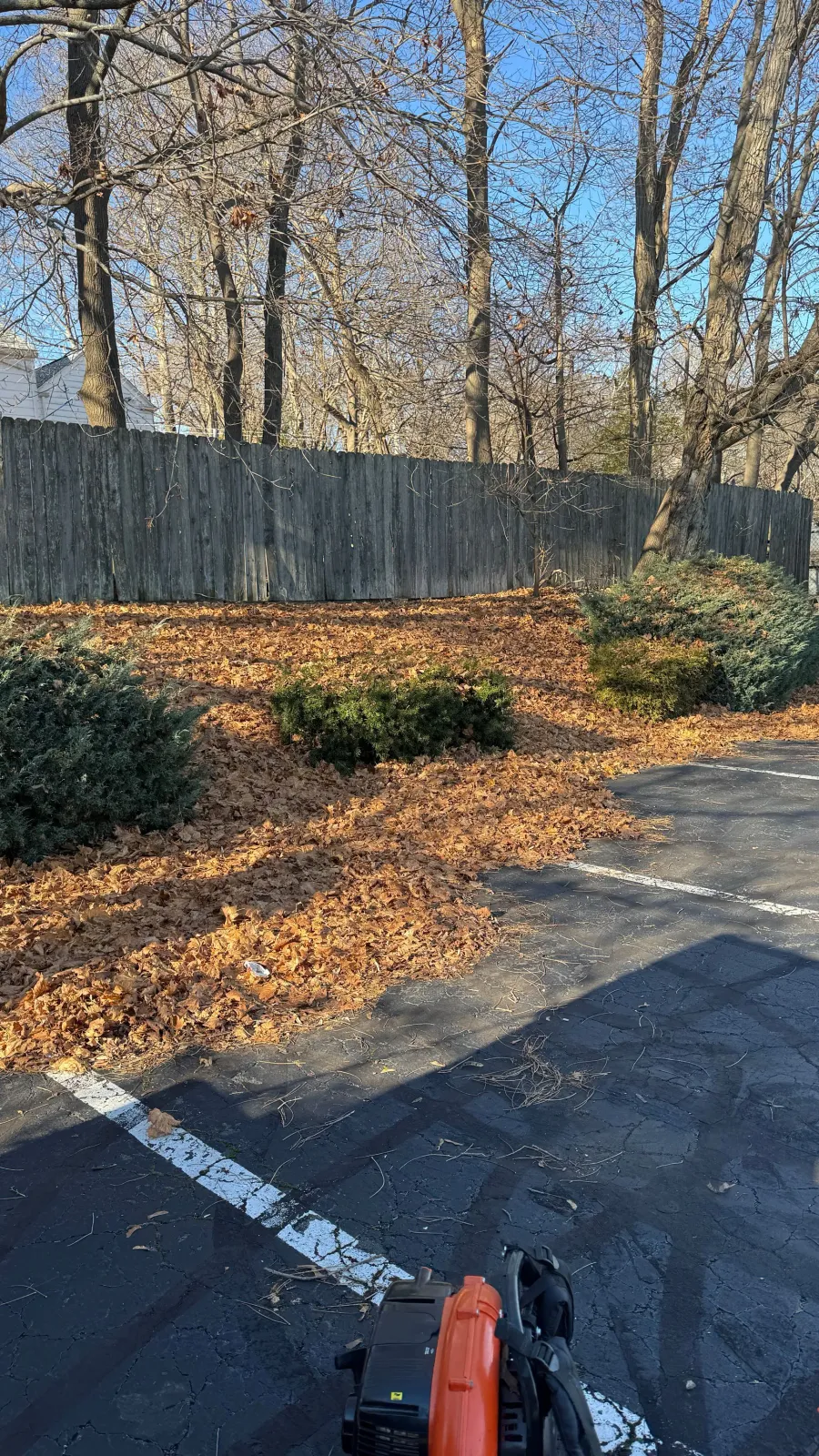Leaves blown across a parking lot by a leaf blower, with a wooden fence and trees in the background.