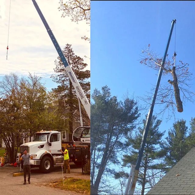 Pro Tree Service researched project photo