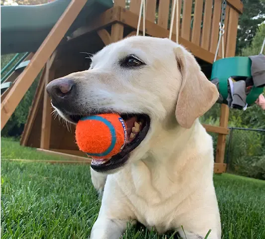Boomer the dog — the Conway family mascot