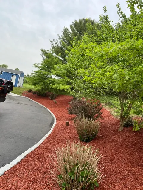 Curved bed of ornamental grasses in fresh red mulch bordering a manicured green lawn