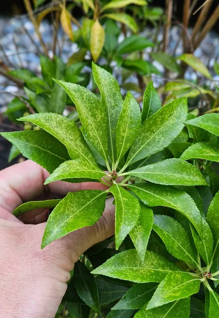 work photo from grownrighttreeandshrub.com