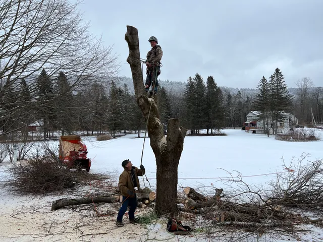 Coburn Tree Service LLC work photo