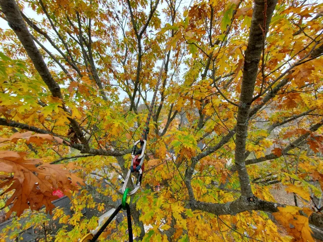 Looking up at a tree with lots of yellow leaves.