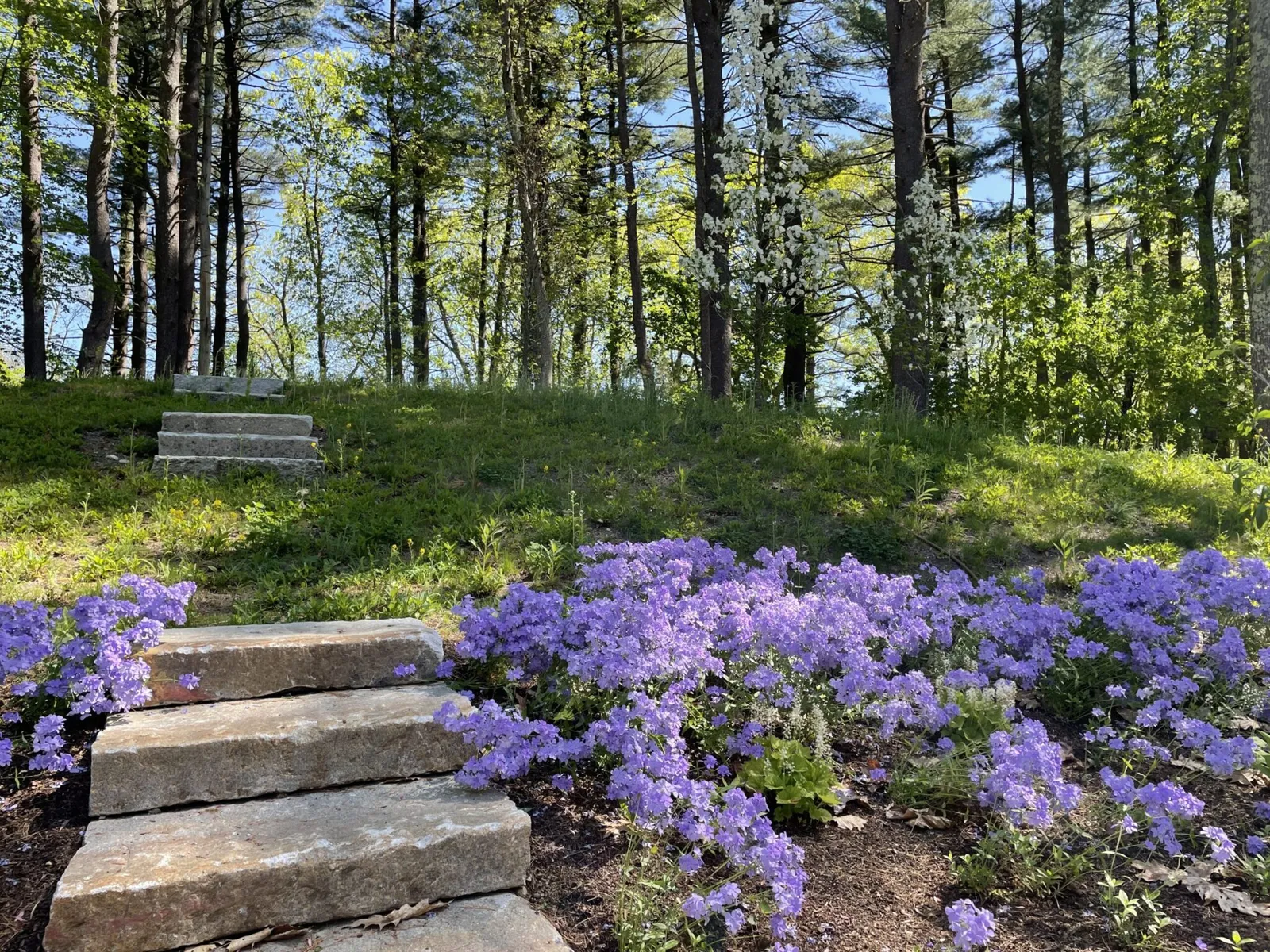 Stone garden steps lined with clusters of purple phlox flowers on a wooded hillside