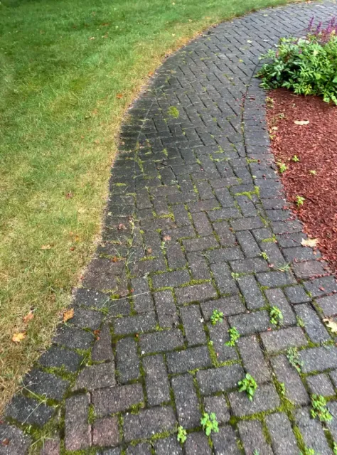Before Moss Removal from Paver Walkway Joints in Worcester County, MA — Pro Pressure Washing