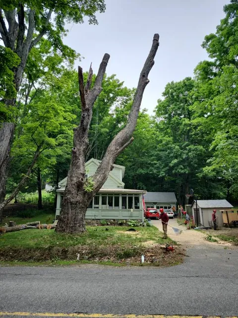 work photo from rojas-tree.com