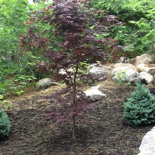 work photo from micklontreeandlandscape.com