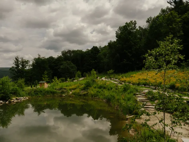 Pond Restoration landscape