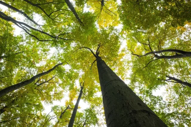 Low angle view of healthy trees in New England