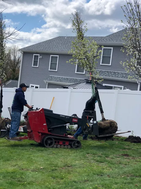 Trees Guard work photo