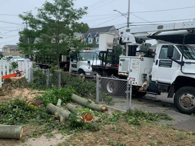 Platinum Tree Removal Service work photo