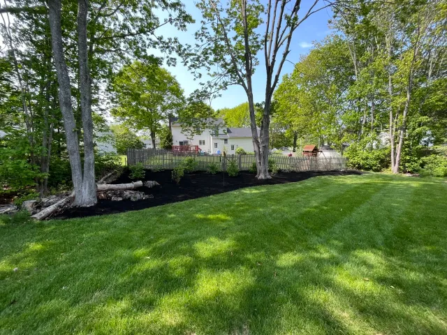A backyard with a well-maintained green lawn, trees, and a black mulch bed along the fence line, with a white house in the background.