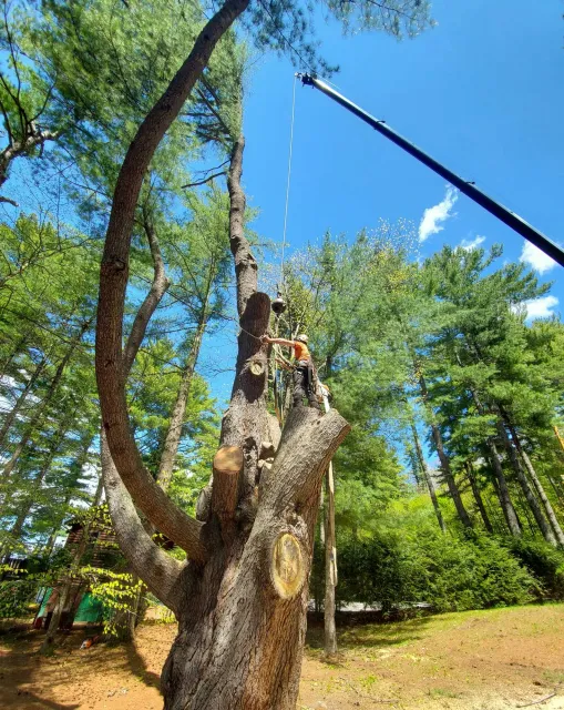 A person standing on a platform placed on a large tree trunk, with a crane supporting a cable, surrounded by tall green trees and a bright blue sky with some clouds.