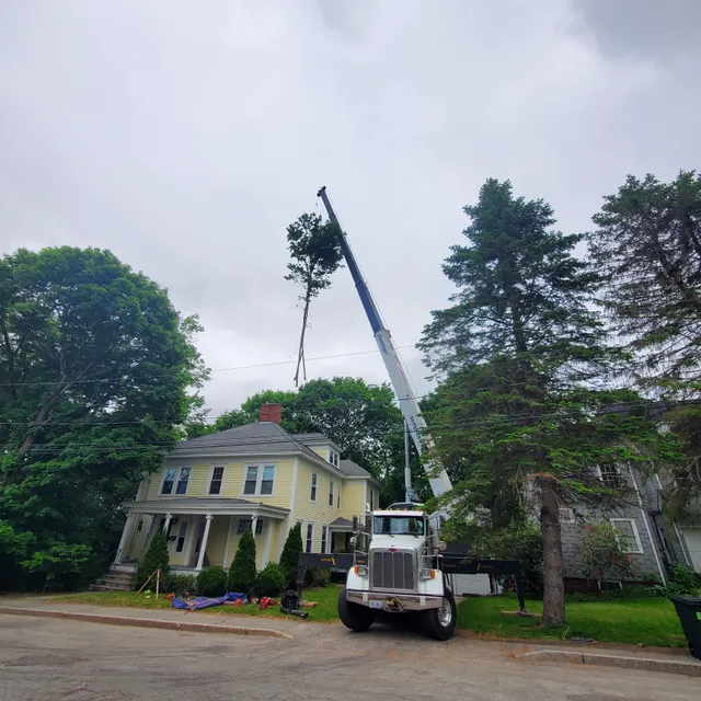 Dunham Tree Service work photo