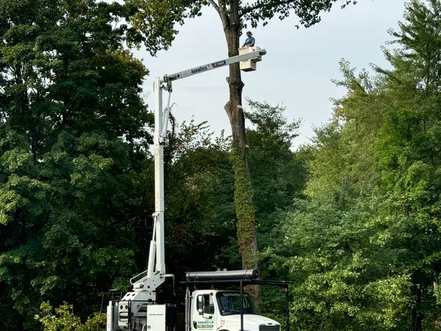 ArborTech Tree Services, LLC work photo