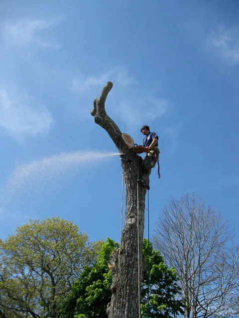 Mason Tree Service work photo