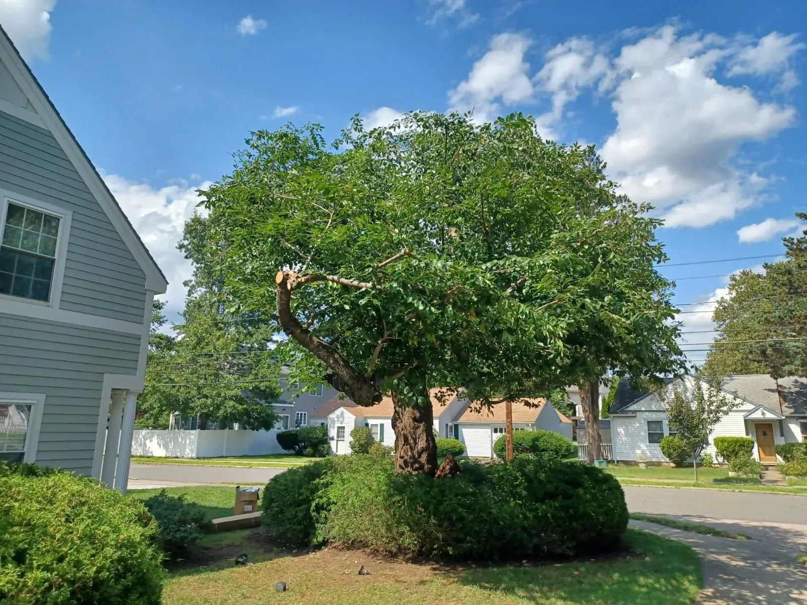 Tree service
