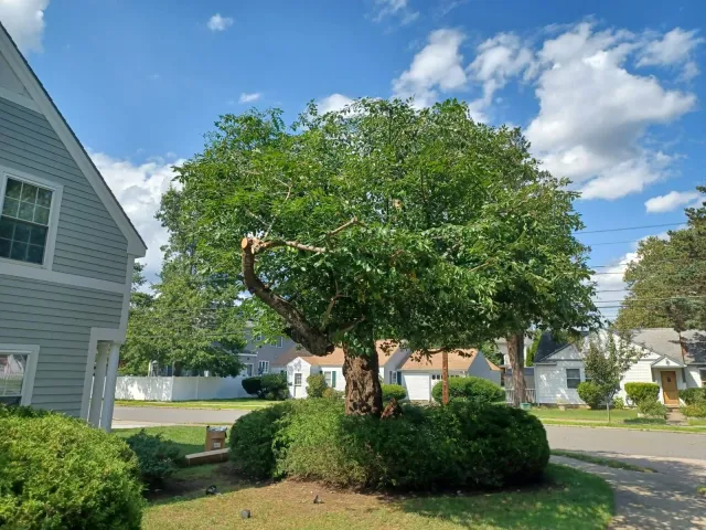 Tree service