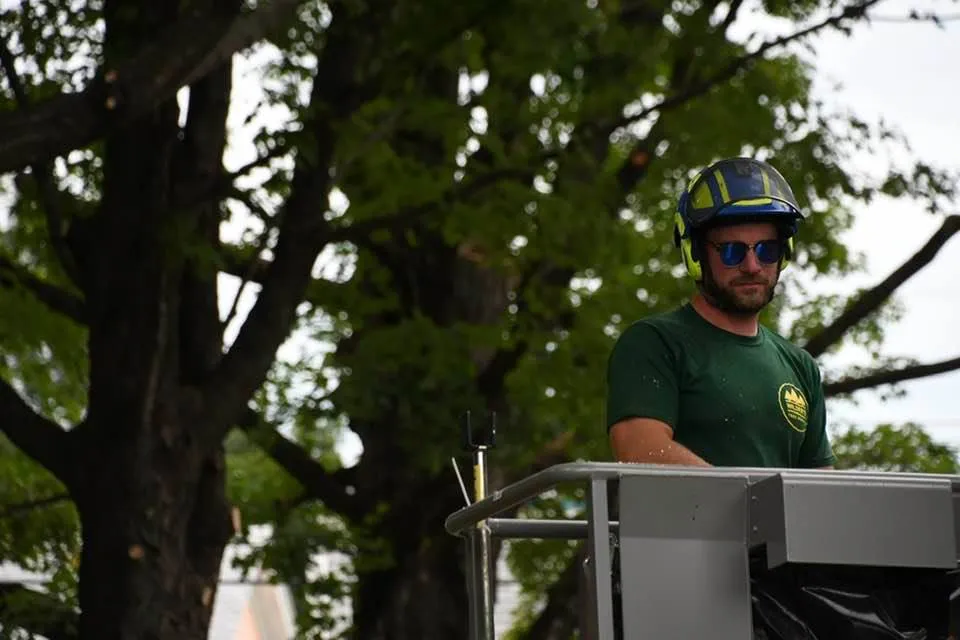 Tree worker pruning up high in a bucket truck.