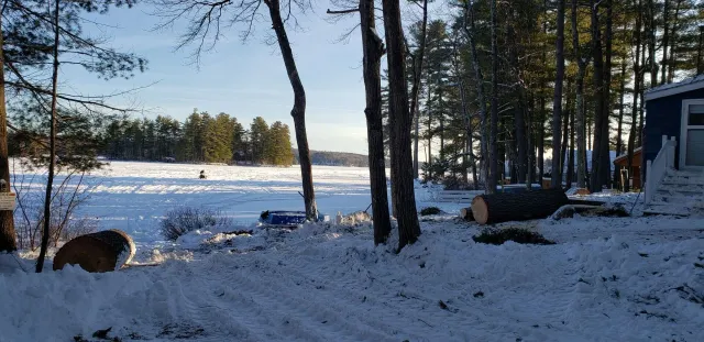 Big Pine Tree taken down in Gray Maine on Little Sebago