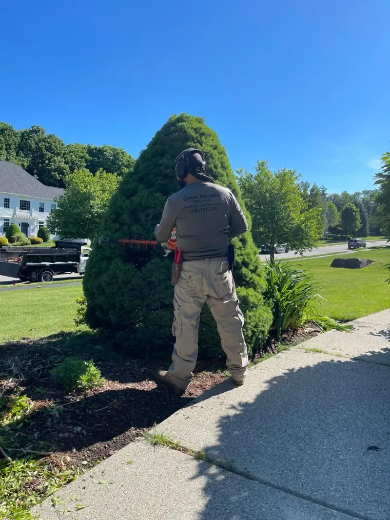 Before pruning