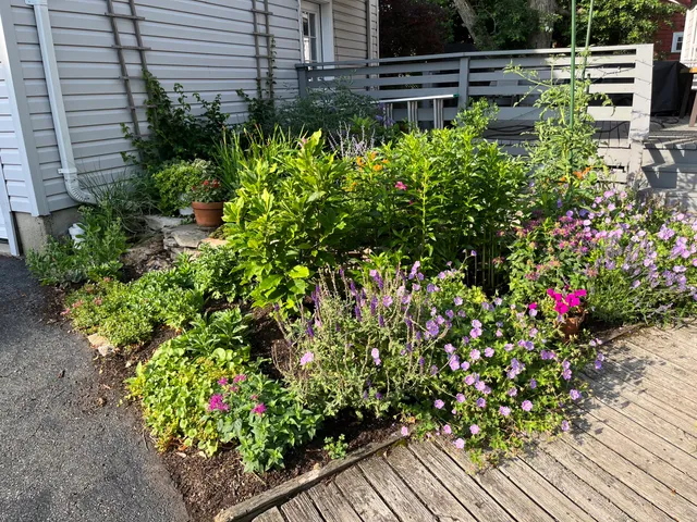 Perennials planted atop an old tree root system