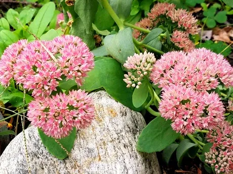 work photo from prettysimplegardens.com