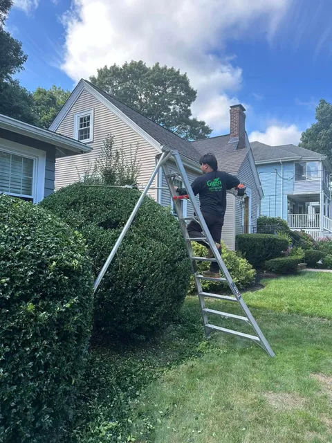 Gloved hands trimming a green boxwood hedge with shears