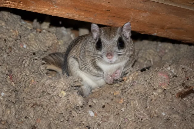 flying squirrel in attic