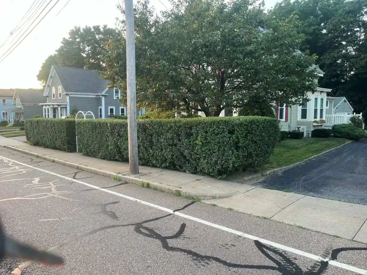 Hedge trimming and shaping - After