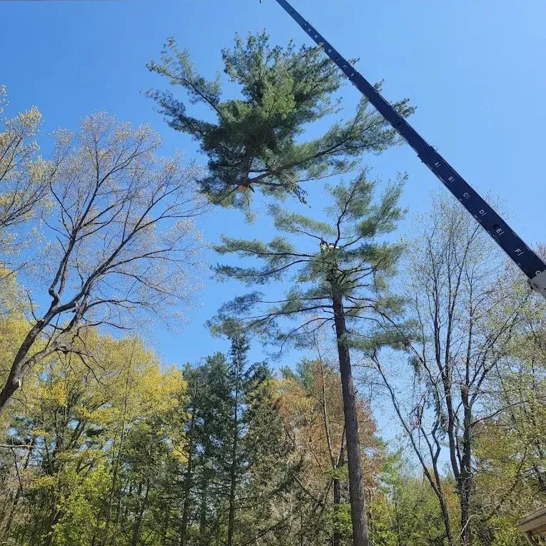 Top of pine tree being lifted off with crqne