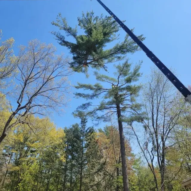 Top of pine tree being lifted off with crqne