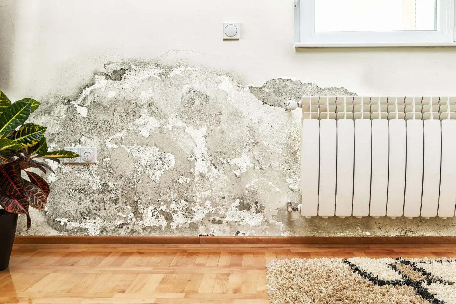 Mold Inspection in Framingham, MA