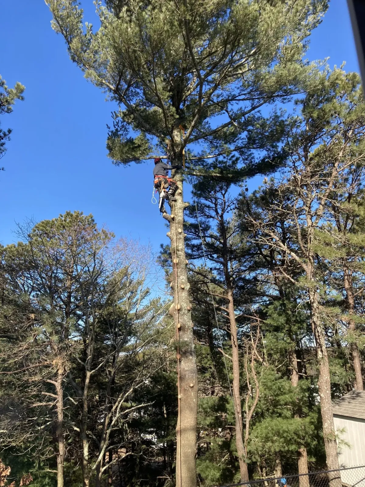 Tree Removal
