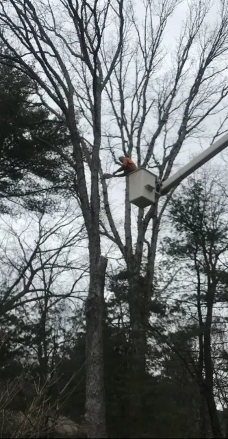 Person in a white bucket lift trimming a tall leafless tree in a wooded area