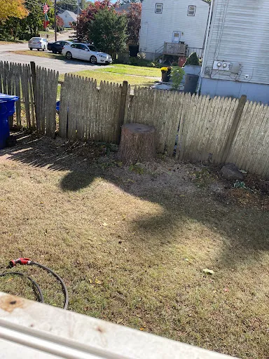 Kent County Tree Services work photo