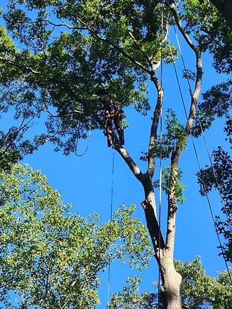 Tyree Tree Service work photo