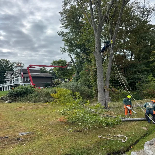 Claudio Tree Work & Landscaping, LLC work photo